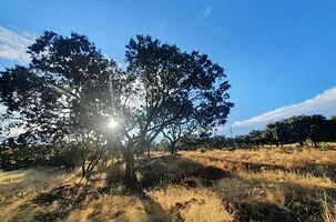 paisaje con arbol y sol