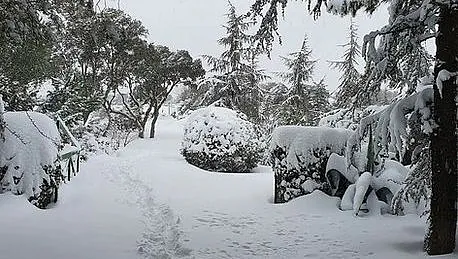 paisaje de un bosque nevado