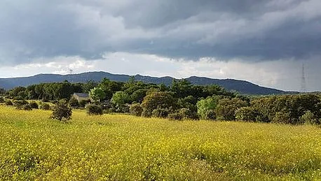 paisaje de un bosque 